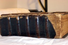 spine